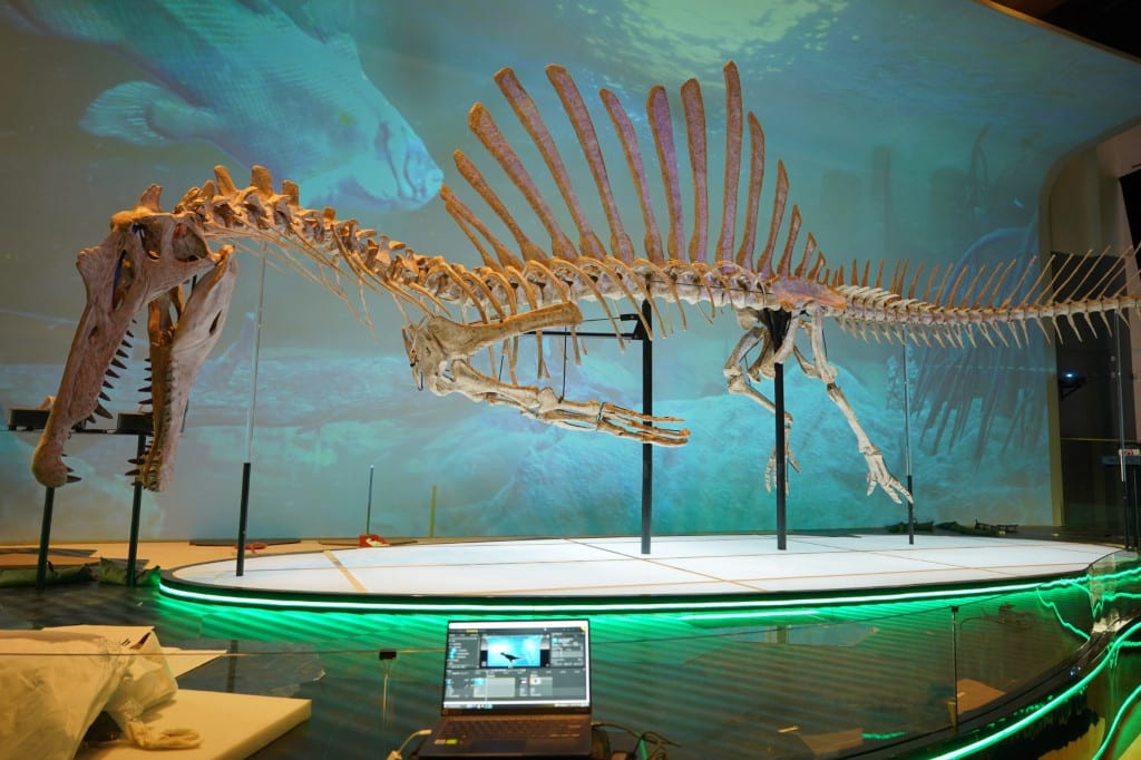 Spinosaurus-Skelett vor Pixera-Medienserver-Projektion
