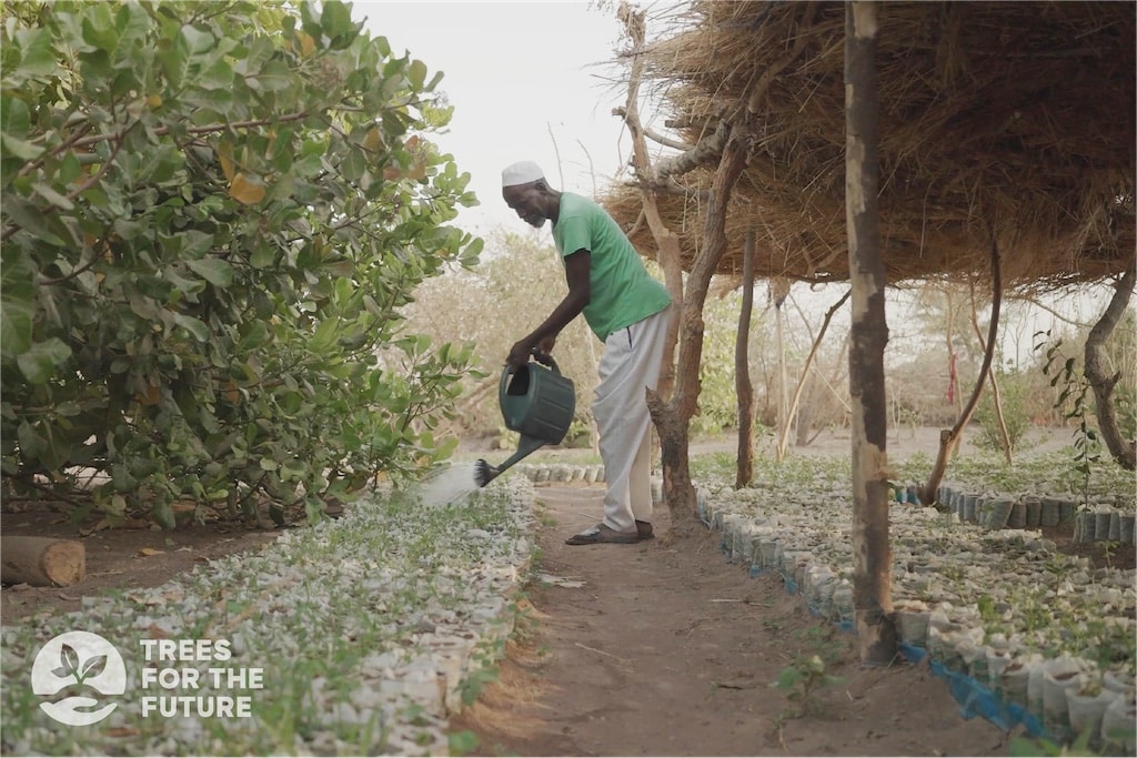 TREES Senegal Farmer watering nursery