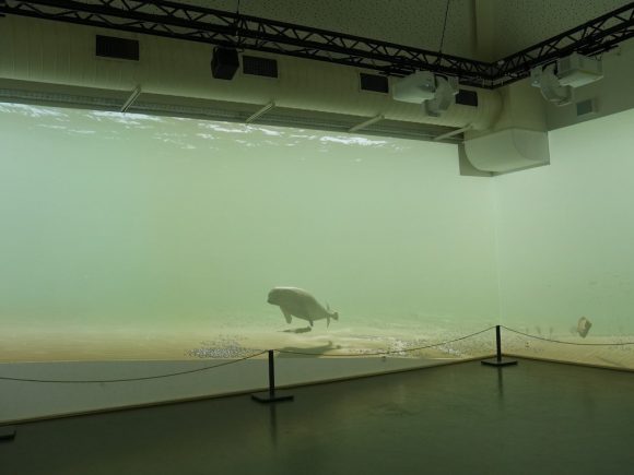 DMPW realisiert immersive 360-Grad-Installation in der Seehundstation Norddeich